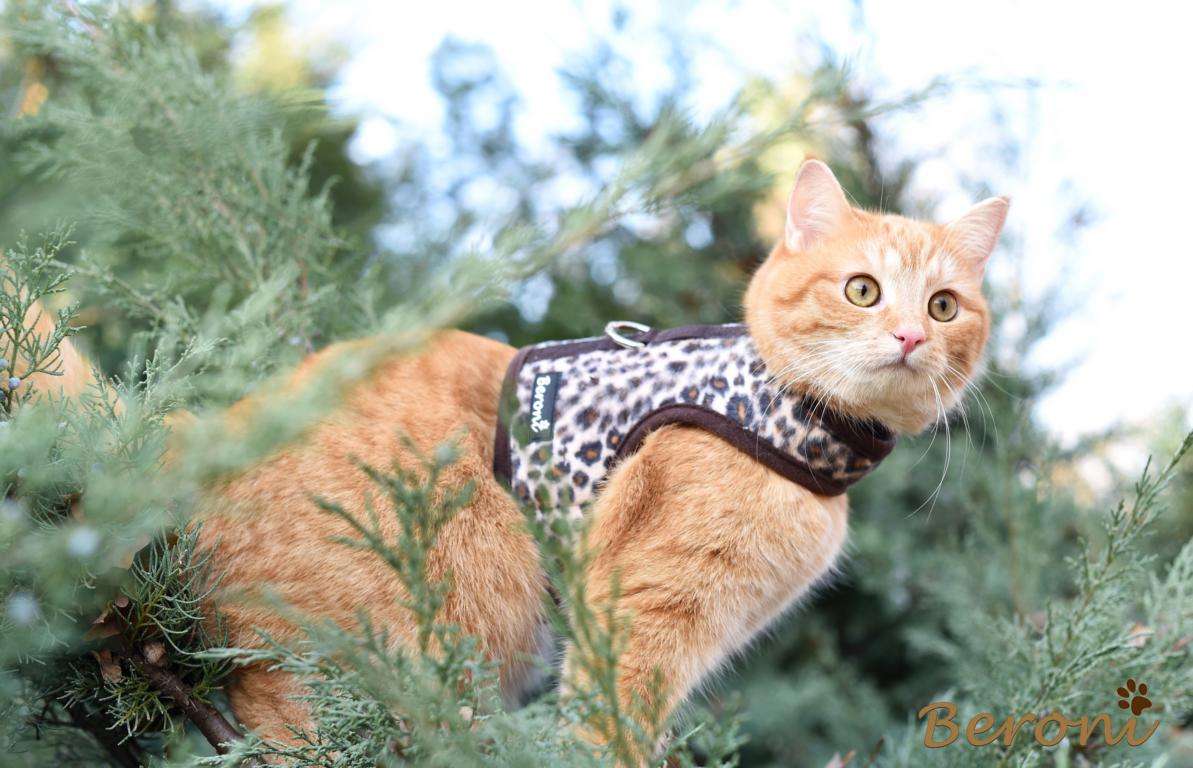 Katzengeschirr Leopard mit Klett für Bengal Maine Coon BKH