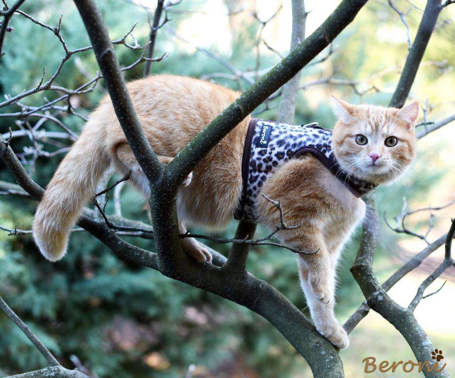 Katzengeschirr Leopard mit Klett für Bengal Maine Coon BKH